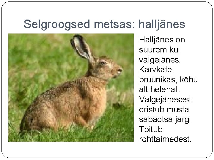 Selgroogsed metsas: halljänes Halljänes on suurem kui valgejänes. Karvkate pruunikas, kõhu alt helehall. Valgejänesest