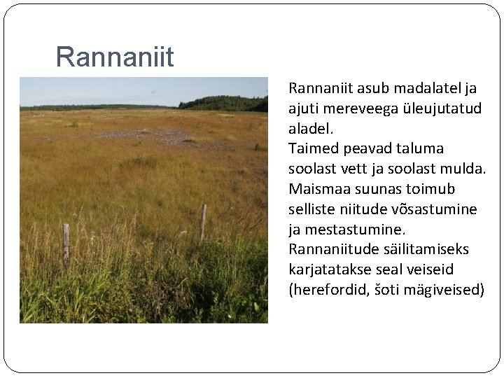 Rannaniit asub madalatel ja ajuti mereveega üleujutatud aladel. Taimed peavad taluma soolast vett ja