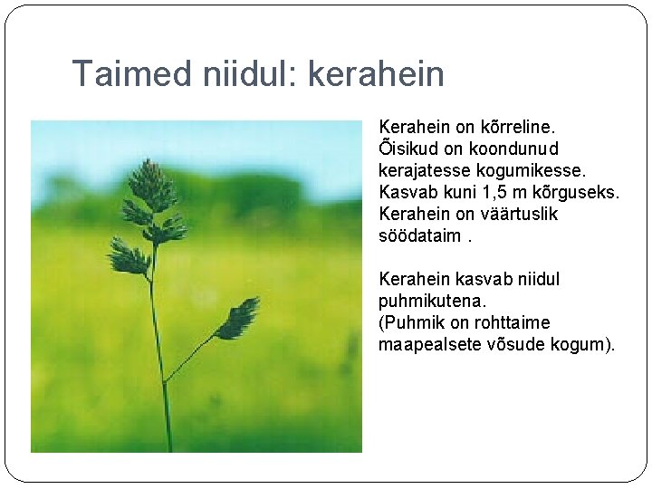 Taimed niidul: kerahein Kerahein on kõrreline. Õisikud on koondunud kerajatesse kogumikesse. Kasvab kuni 1,