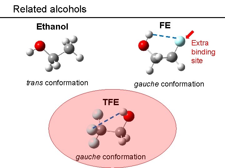 Related alcohols FE Ethanol Extra binding site trans conformation gauche conformation TFE gauche conformation