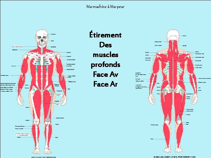 Ma machine à Ma-peur Étirement Des muscles profonds Face Av Face Ar 