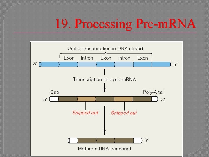 19. Processing Pre-m. RNA 