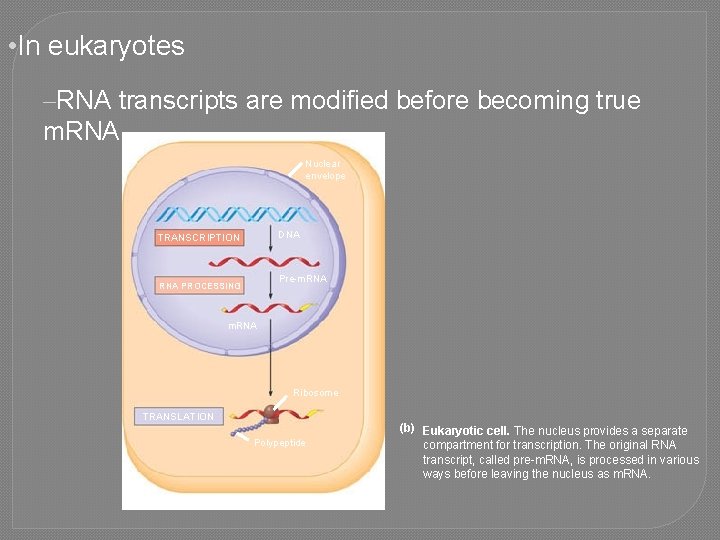  • In eukaryotes –RNA transcripts are modified before becoming true m. RNA Nuclear