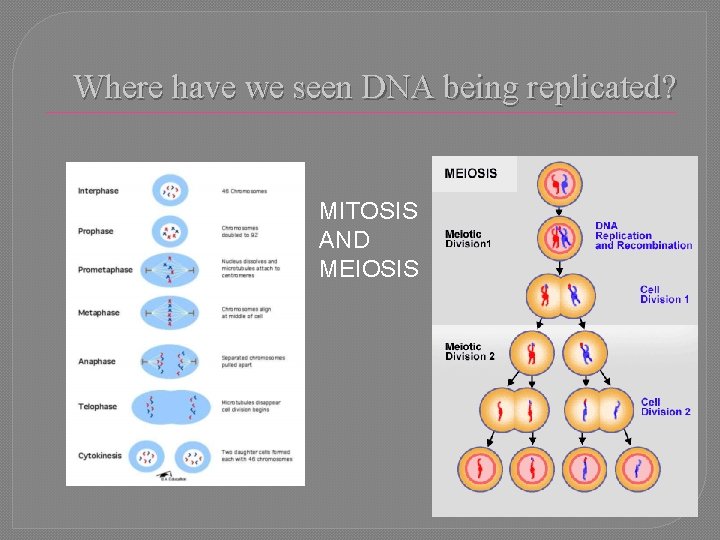 Where have we seen DNA being replicated? MITOSIS AND MEIOSIS 