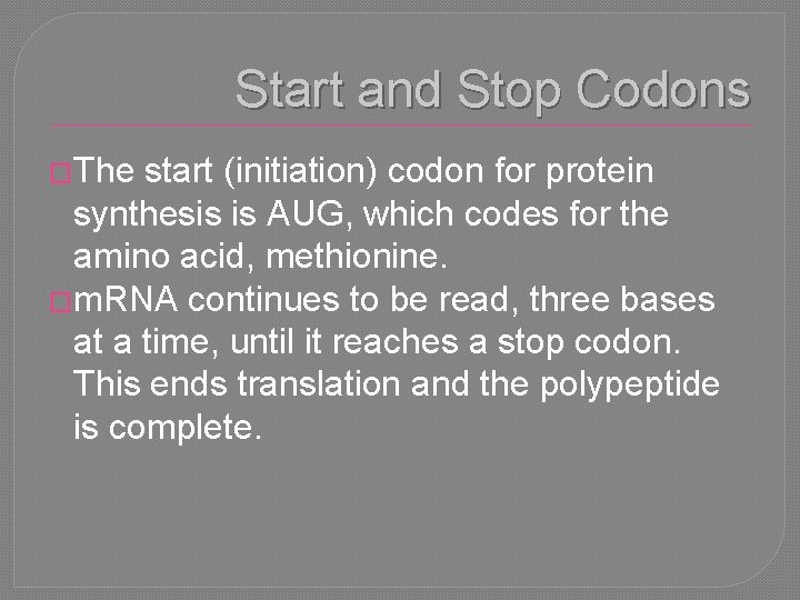 Start and Stop Codons �The start (initiation) codon for protein synthesis is AUG, which