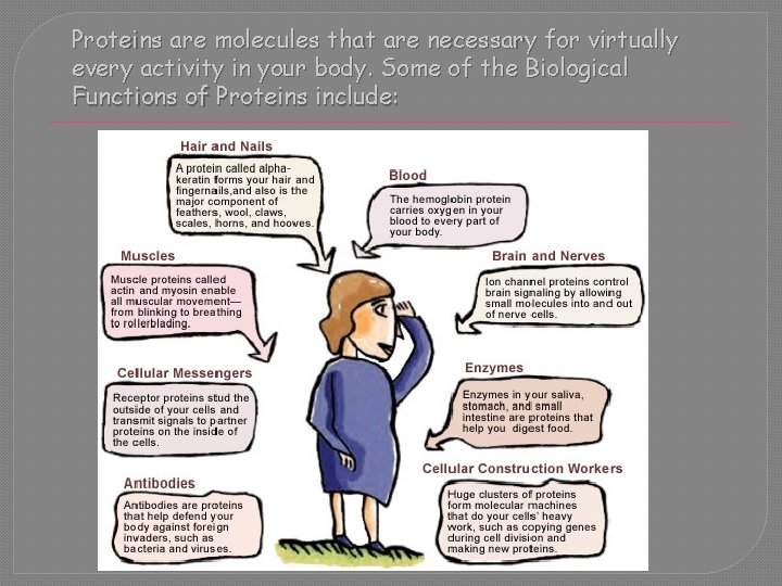 Proteins are molecules that are necessary for virtually every activity in your body. Some