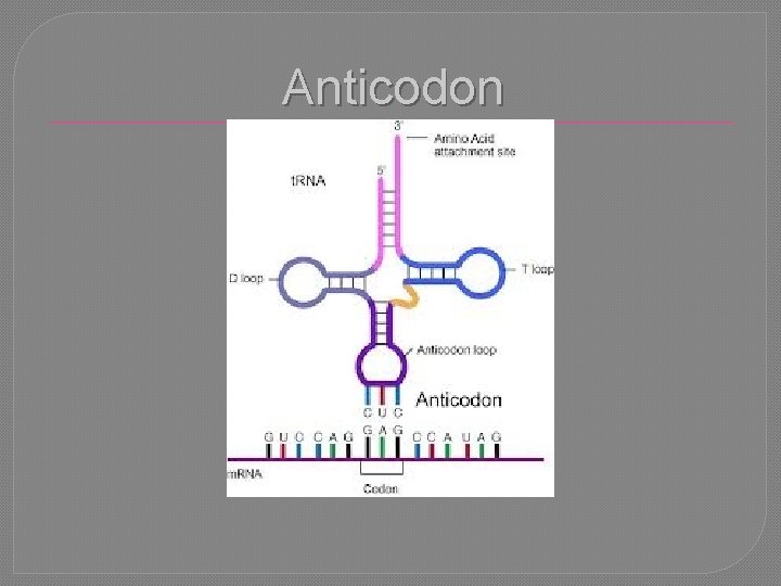 Anticodon 
