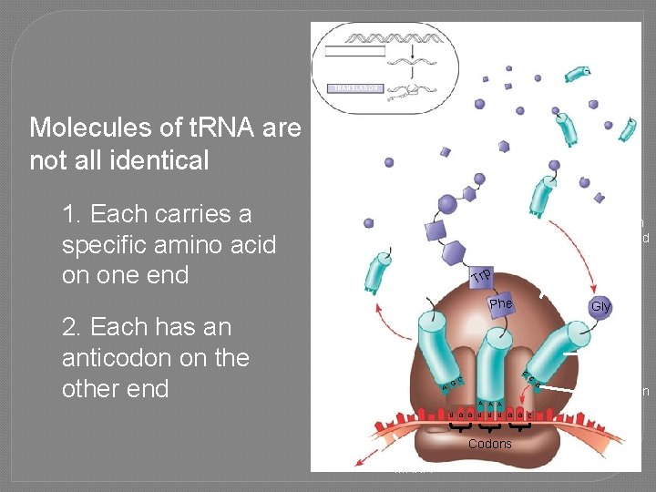 TRANSCRIPTION DNA m. RNA Ribosome TRANSLATION Polypeptide Molecules of t. RNA are not all