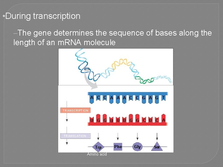  • During transcription –The gene determines the sequence of bases along the length