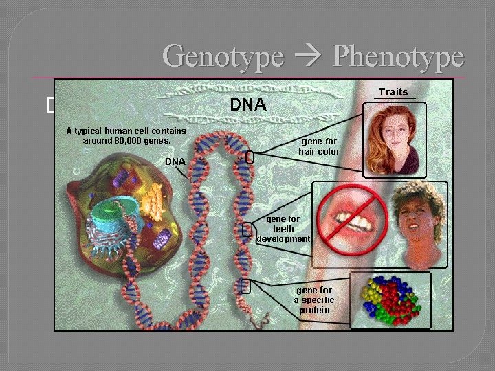 Genotype Phenotype DNA m. RNA t. RNA PROTEIN Transcription Translation 