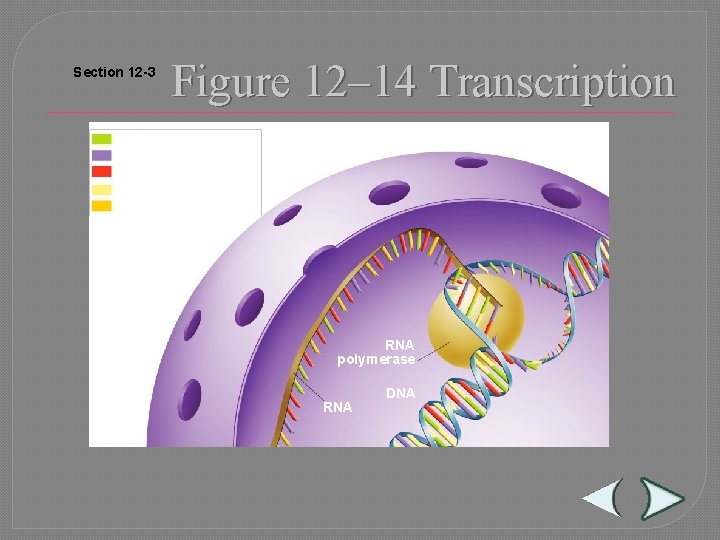 Section 12 -3 Figure 12– 14 Transcription Adenine (DNA and RNA) Cystosine (DNA and