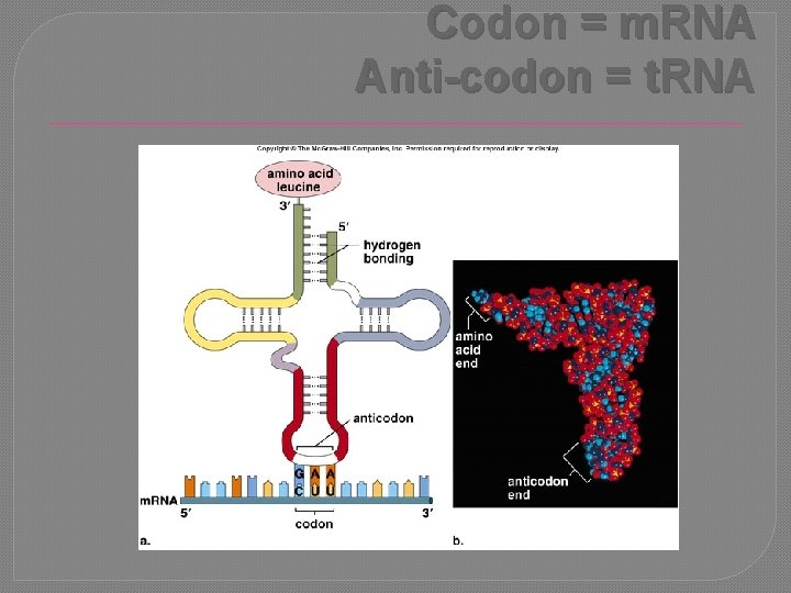 Codon = m. RNA Anti-codon = t. RNA 