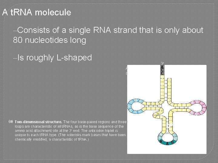 A t. RNA molecule –Consists of a single RNA strand that is only about