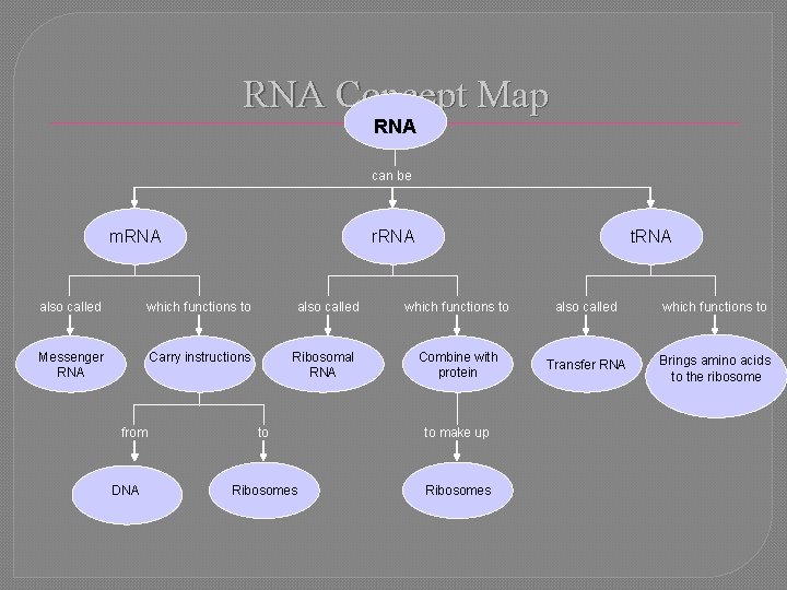 RNA Concept Map RNA can be m. RNA r. RNA also called which functions
