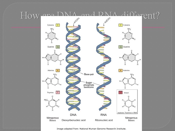 How are DNA and RNA different? 
