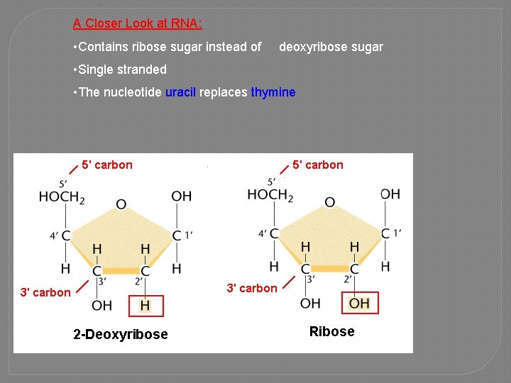A Closer Look at RNA: • Contains ribose sugar instead of deoxyribose sugar •