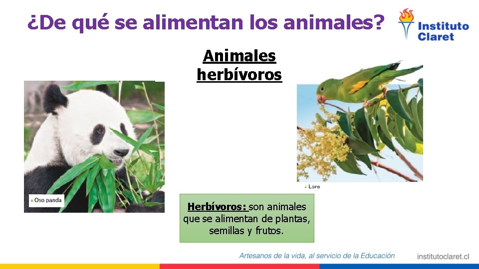 ¿De qué se alimentan los animales? Animales herbívoros Herbívoros: son animales que se alimentan