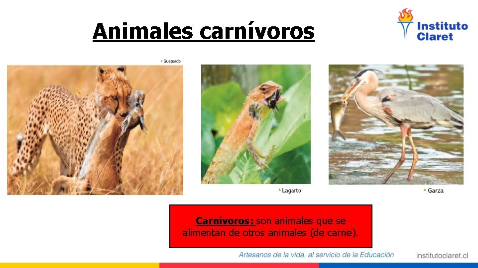 Animales carnívoros Carnívoros: son animales que se alimentan de otros animales (de carne). 