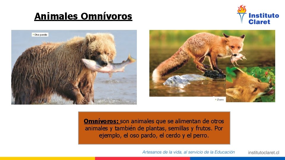 Animales Omnívoros: son animales que se alimentan de otros animales y también de plantas,