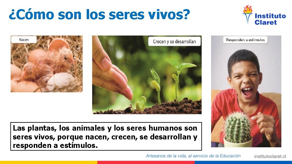 ¿Cómo son los seres vivos? Las plantas, los animales y los seres humanos son