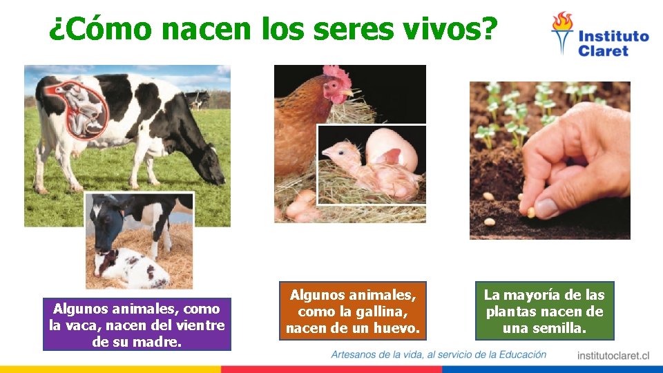 ¿Cómo nacen los seres vivos? Algunos animales, como la vaca, nacen del vientre de