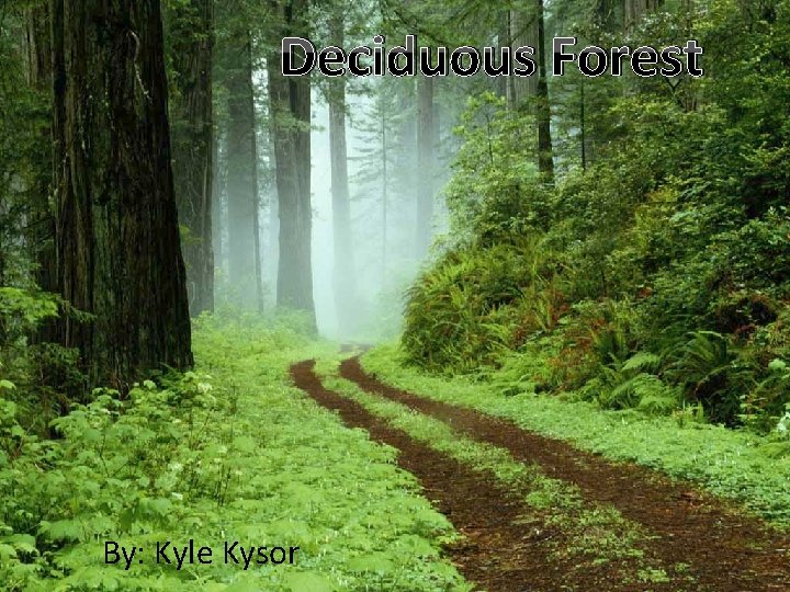 Deciduous Forest By: Kyle Kysor 