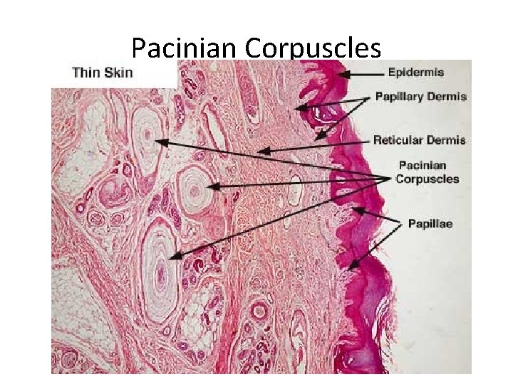 Pacinian Corpuscles 