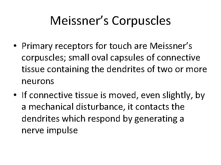 Meissner’s Corpuscles • Primary receptors for touch are Meissner’s corpuscles; small oval capsules of