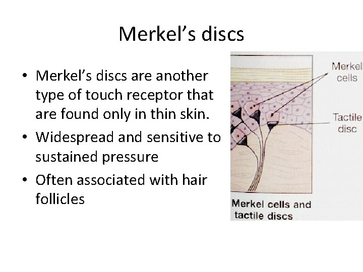 Merkel’s discs • Merkel’s discs are another type of touch receptor that are found