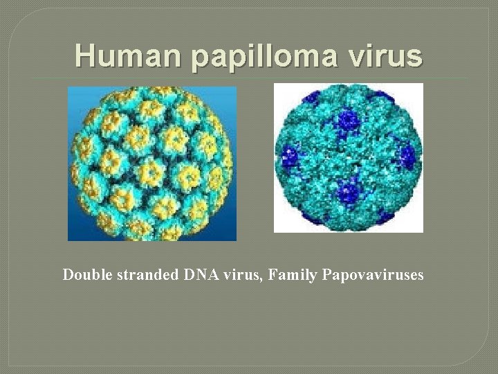 Human papilloma virus Double stranded DNA virus, Family Papovaviruses 