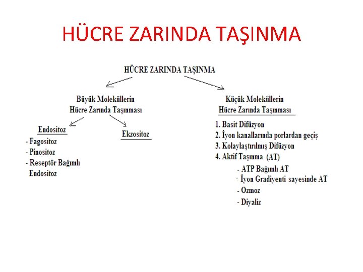 HÜCRE ZARINDA TAŞINMA 