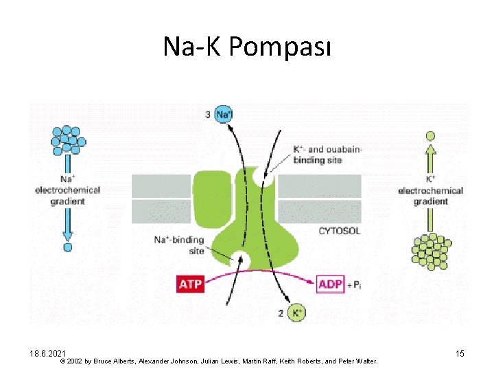 Na-K Pompası 18. 6. 2021 © 2002 by Bruce Alberts, Alexander Johnson, Julian Lewis,