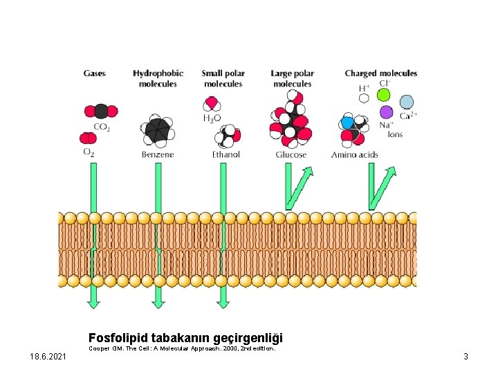 Fosfolipid tabakanın geçirgenliği Cooper GM. The Cell: A Molecular Approach. 2000, 2 nd edition.