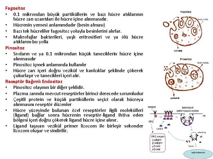 Fagositoz • 0. 1 mikrondan büyük partiküllerin ve bazı hücre atıklarının hücre zarı uzantıları