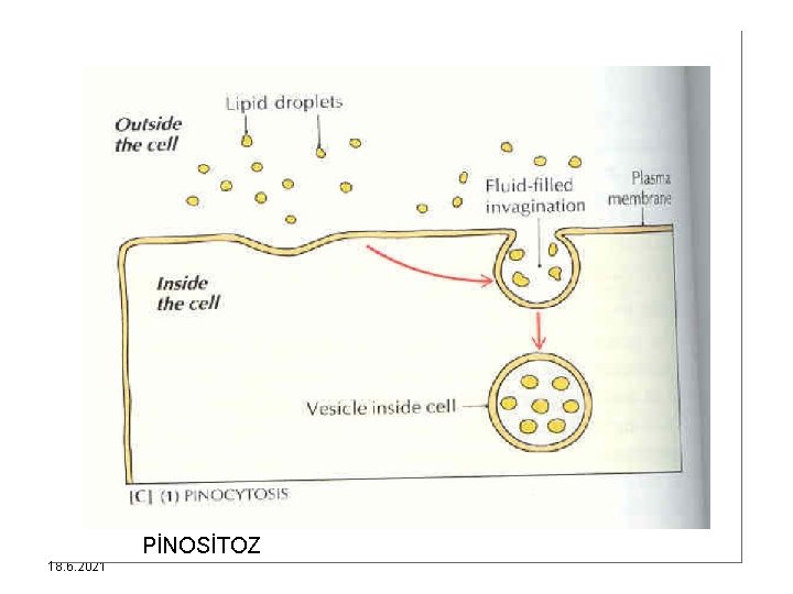PİNOSİTOZ 18. 6. 2021 
