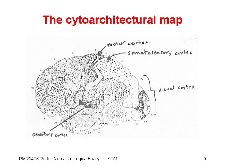 The cytoarchitectural map PMR 5406 Redes Neurais e Lógica Fuzzy SOM 5 