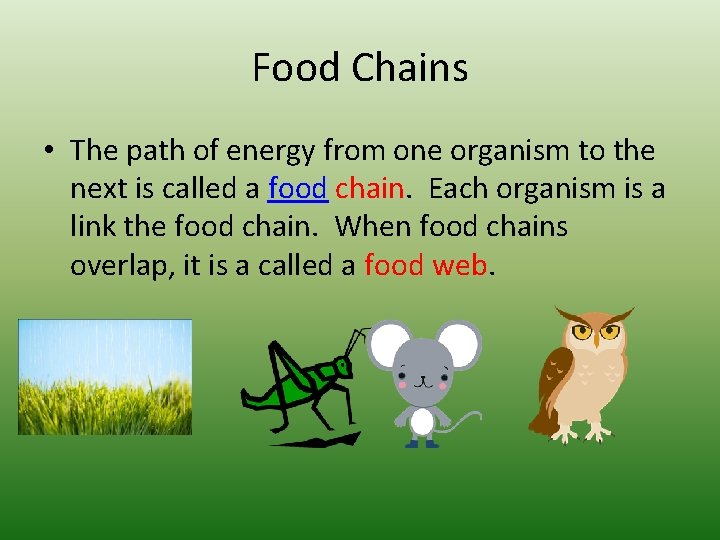 Food Chains • The path of energy from one organism to the next is