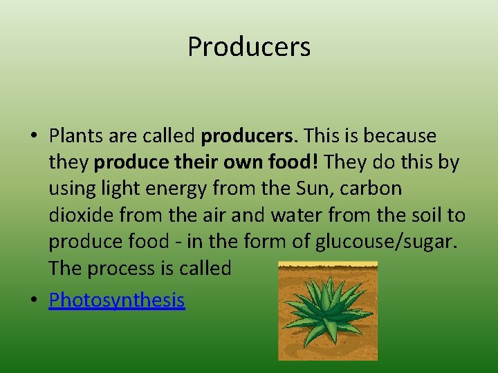 Producers • Plants are called producers. This is because they produce their own food!