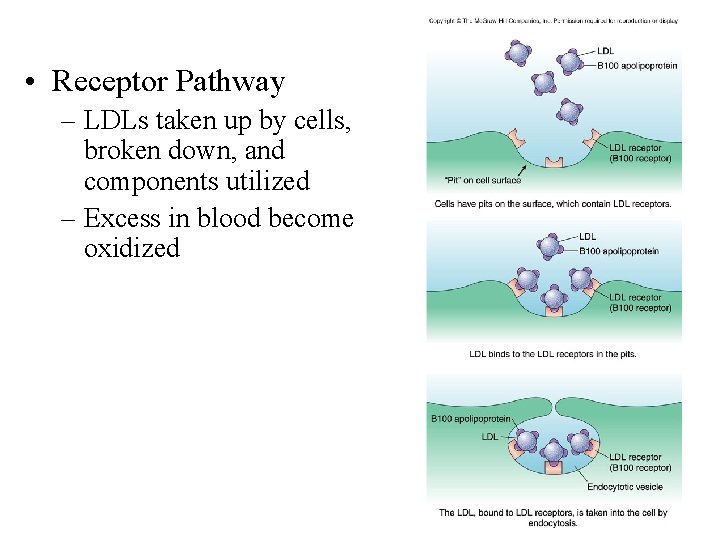  • Receptor Pathway – LDLs taken up by cells, broken down, and components