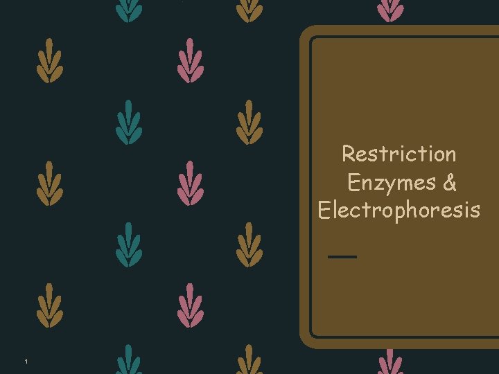 Restriction Enzymes & Electrophoresis 1 