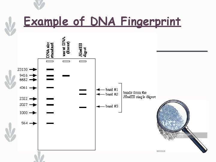 Example of DNA Fingerprint 