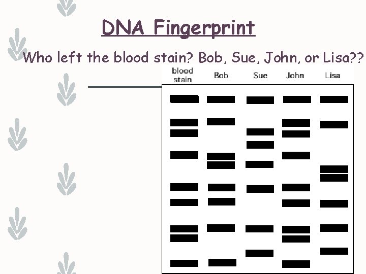 DNA Fingerprint Who left the blood stain? Bob, Sue, John, or Lisa? ? 