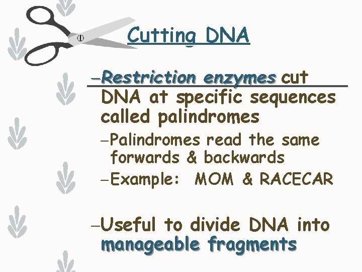 Cutting DNA –Restriction enzymes cut DNA at specific sequences called palindromes – Palindromes read