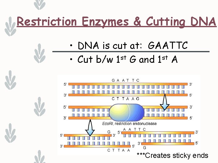 Restriction Enzymes & Cutting DNA • DNA is cut at: GAATTC • Cut b/w