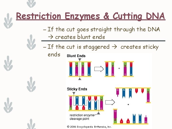 Restriction Enzymes & Cutting DNA – If the cut goes straight through the DNA