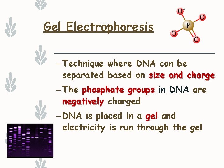 Gel Electrophoresis – Technique where DNA can be separated based on size and charge