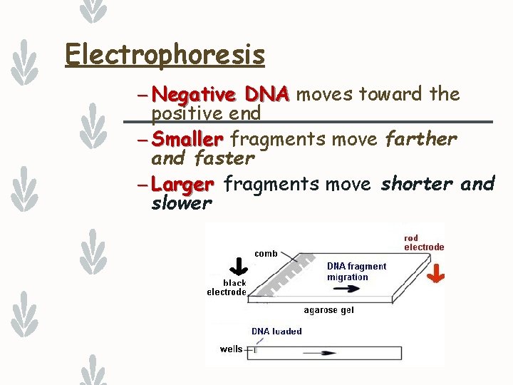Electrophoresis – Negative DNA moves toward the positive end – Smaller fragments move farther