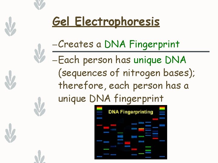 Gel Electrophoresis – Creates a DNA Fingerprint – Each person has unique DNA (sequences