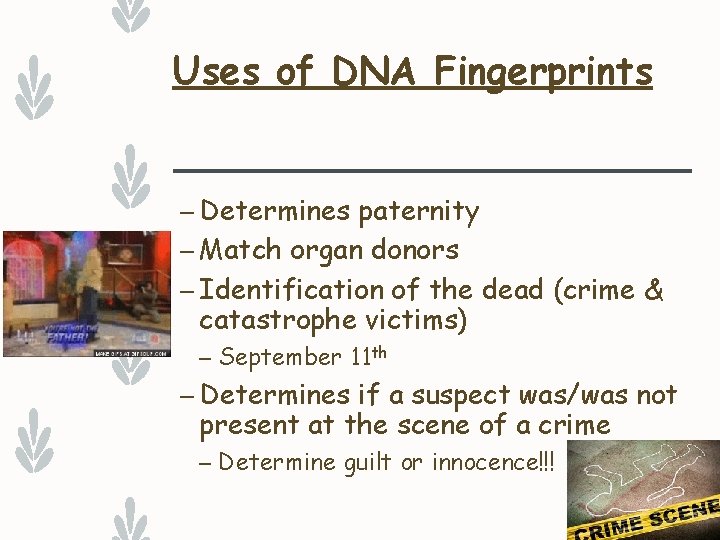 Uses of DNA Fingerprints – Determines paternity – Match organ donors – Identification of