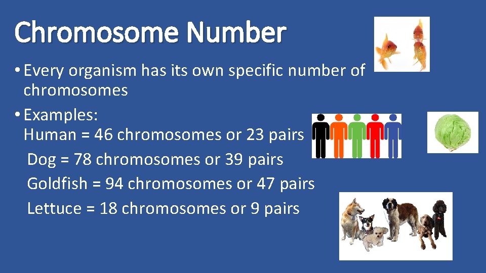 Chromosome Number • Every organism has its own specific number of chromosomes • Examples:
